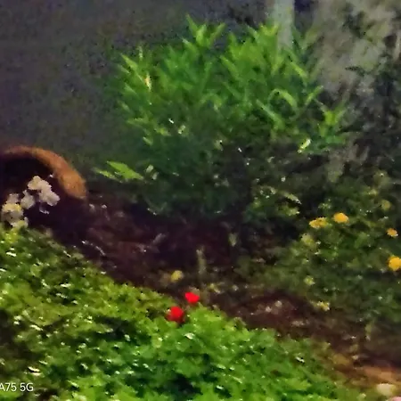 Bed & Breakfast La Fenice